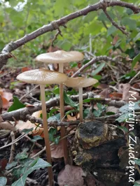 Beukwortelzwam [Xerula radicata]